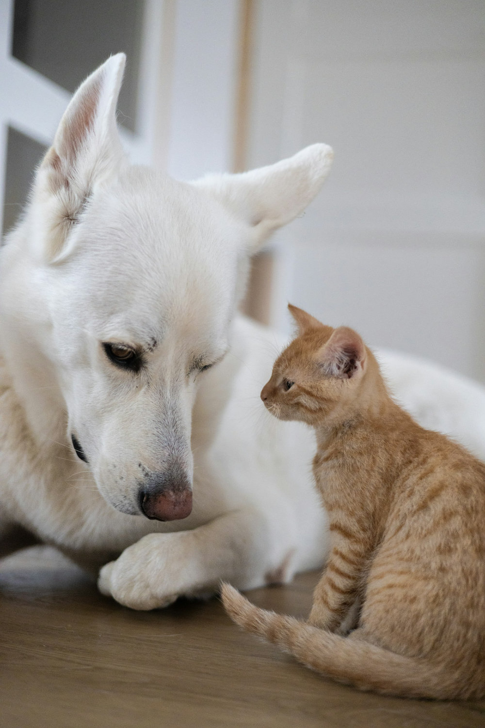 伴侶動物照護